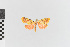  ( - EcEs-Lep-00163a)  @11 [ ] copyright (2024) Gunnar Brehm Friedrich-Schiller-University Jena