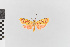  ( - EcEs-Lep-00165a)  @11 [ ] copyright (2024) Gunnar Brehm Friedrich-Schiller-University Jena