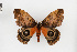  ( - EcEs-Lep-00170a)  @11 [ ] copyright (2024) Gunnar Brehm Friedrich-Schiller-University Jena
