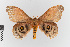  ( - EcEs-Lep-00171a)  @11 [ ] copyright (2024) Gunnar Brehm Friedrich-Schiller-University Jena