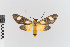  ( - EcEs-Lep-00209)  @11 [ ] copyright (2024) Gunnar Brehm Friedrich-Schiller-University Jena