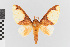  ( - EcEs-Lep-00213)  @11 [ ] copyright (2024) Gunnar Brehm Friedrich-Schiller-University Jena