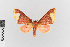  ( - EcEs-Lep-00215)  @11 [ ] copyright (2024) Gunnar Brehm Friedrich-Schiller-University Jena