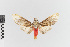  (Scaptius nr. vinasia - EcEs-Lep-00217)  @11 [ ] copyright (2024) Gunnar Brehm Friedrich-Schiller-University Jena