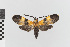  (Correbia nr. minima - EcEs-Lep-00226)  @11 [ ] copyright (2024) Gunnar Brehm Friedrich-Schiller-University Jena