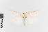  ( - EcEs-Lep-00229)  @11 [ ] copyright (2024) Gunnar Brehm Friedrich-Schiller-University Jena