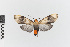  (Atyphopsis nr. modesta - EcEs-Lep-00245)  @11 [ ] copyright (2024) Gunnar Brehm Friedrich-Schiller-University Jena