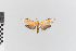  (Talara nr. cara - EcEs-Lep-00258)  @11 [ ] copyright (2024) Gunnar Brehm Friedrich-Schiller-University Jena