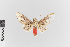 (Scaptius nr. asteroides - EcEs-Lep-00260)  @11 [ ] copyright (2024) Gunnar Brehm Friedrich-Schiller-University Jena