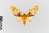  (Amaxia nr. lepida - EcEs-Lep-00284)  @11 [ ] copyright (2024) Gunnar Brehm Friedrich-Schiller-University Jena
