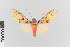  ( - EcEs-Lep-00295)  @11 [ ] copyright (2024) Gunnar Brehm Friedrich-Schiller-University Jena
