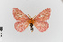  (Automeris candida - EcEs-Lep-00301)  @11 [ ] copyright (2024) Gunnar Brehm Friedrich-Schiller-University Jena