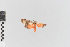  (Talara albipars - EcEs-Lep-00345)  @11 [ ] copyright (2024) Gunnar Brehm Friedrich-Schiller-University Jena