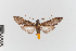  (Druceius - EcEs-Lep-00356)  @11 [ ] copyright (2024) Gunnar Brehm Friedrich-Schiller-University Jena