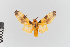  (Sutonocrea duplicata - EcEs-Lep-00376)  @11 [ ] copyright (2024) Gunnar Brehm Friedrich-Schiller-University Jena