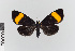  ( - EcEs-Lep-00394)  @11 [ ] copyright (2024) Gunnar Brehm Friedrich-Schiller-University Jena