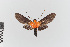  ( - EcEs-Lep-00410)  @11 [ ] copyright (2024) Gunnar Brehm Friedrich-Schiller-University Jena