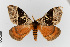  (Automeris crassifusca - EcEs-Lep-00431)  @11 [ ] copyright (2024) Gunnar Brehm Friedrich-Schiller-University Jena