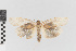  (Agylla nr. exscissa - EcEs-Lep-00586)  @11 [ ] copyright (2024) Gunnar Brehm Phyletisches Museum Jena