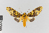  (Amaxia nr. pandama - EcEs-Lep-00618A)  @11 [ ] copyright (2024) Gunnar Brehm Phyletisches Museum Jena