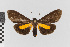  ( - EcEs-Lep-00638A)  @11 [ ] copyright (2024) Gunnar Brehm Phyletisches Museum Jena