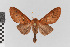  (Neidalia nr. eurygania - EcEs-Lep-00665)  @11 [ ] copyright (2024) Gunnar Brehm Friedrich-Schiller-University Jena