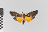  ( - EcEs-Lep-00752A)  @11 [ ] copyright (2024) Gunnar Brehm Phyletisches Museum Jena
