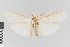  (Agylla nr. nivea - EcEs-Lep-00791)  @11 [ ] copyright (2024) Gunnar Brehm Friedrich-Schiller-University Jena