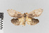  (Macroptila nr. monstralis - EcEs-Lep-00793)  @11 [ ] copyright (2024) Gunnar Brehm Friedrich-Schiller-University Jena