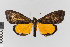  ( - EcEs-Lep-00800)  @11 [ ] copyright (2024) Gunnar Brehm Friedrich-Schiller-University Jena