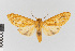  (Leucanopsis nr. stipulata - EcEs-Lep-00805A)  @11 [ ] copyright (2024) Gunnar Brehm Phyletisches Museum Jena