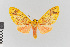  (Amaxia aurata - EcEs-Lep-00808A)  @11 [ ] copyright (2024) Gunnar Brehm Phyletisches Museum Jena