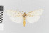  (Agylla zucarina_group - EcEs-Lep-00852)  @11 [ ] copyright (2024) Gunnar Brehm Friedrich-Schiller-University Jena