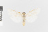  (Agylla fulvithorax - EcEs-Lep-00855)  @11 [ ] copyright (2024) Gunnar Brehm Friedrich-Schiller-University Jena