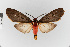  ( - EcEs-Lep-01042A)  @11 [ ] copyright (2025) Gunnar Brehm Friedrich-Schiller-University Jena
