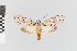  ( - EcEs-Lep-01163)  @11 [ ] copyright (2024) Gunnar Brehm Friedrich-Schiller-University Jena