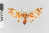 (Amaxia nr. carinosa - EcEs-Lep-01168)  @11 [ ] copyright (2024) Gunnar Brehm Friedrich-Schiller-University Jena