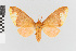  (Pseudepimolis nr. incisa - EcEs-Lep-01170)  @11 [ ] copyright (2024) Gunnar Brehm Friedrich-Schiller-University Jena