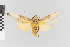  (Sutonocrea reducta_group - EcEs-Lep-01172A)  @11 [ ] copyright (2024) Gunnar Brehm Phyletisches Museum Jena