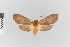  ( - EcEs-Lep-01180A)  @11 [ ] copyright (2024) Gunnar Brehm Phyletisches Museum Jena