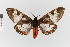  ( - EcEs-Lep-01187)  @11 [ ] copyright (2024) Gunnar Brehm Friedrich-Schiller-University Jena