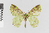  (Nemoria nr. characta - EcEs-Lep-01397)  @11 [ ] copyright (2024) Gunnar Brehm Phyletisches Museum Jena