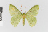  (Nemoria nr. punctilinea - EcEs-Lep-01399)  @11 [ ] copyright (2024) Gunnar Brehm Phyletisches Museum Jena