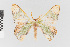  ( - EcEs-Lep-01407)  @11 [ ] copyright (2024) Gunnar Brehm Phyletisches Museum Jena