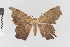  ( - EcEs-Lep-01430)  @11 [ ] copyright (2024) Gunnar Brehm Phyletisches Museum Jena