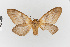  ( - EcEs-Lep-01500)  @11 [ ] copyright (2024) Gunnar Brehm Phyletisches Museum Jena