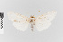  ( - EcEs-Lep-01907)  @11 [ ] copyright (2024) Gunnar Brehm Friedrich-Schiller-University Jena