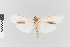  ( - EcEs-Lep-01909)  @11 [ ] copyright (2024) Gunnar Brehm Friedrich-Schiller-University Jena