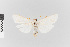  (Agylla nr. argentifera - EcEs-Lep-01973)  @11 [ ] copyright (2024) Gunnar Brehm Friedrich-Schiller-University Jena