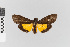  ( - EcEs-Lep-02511)  @11 [ ] copyright (2024) Gunnar Brehm Friedrich-Schiller-University Jena